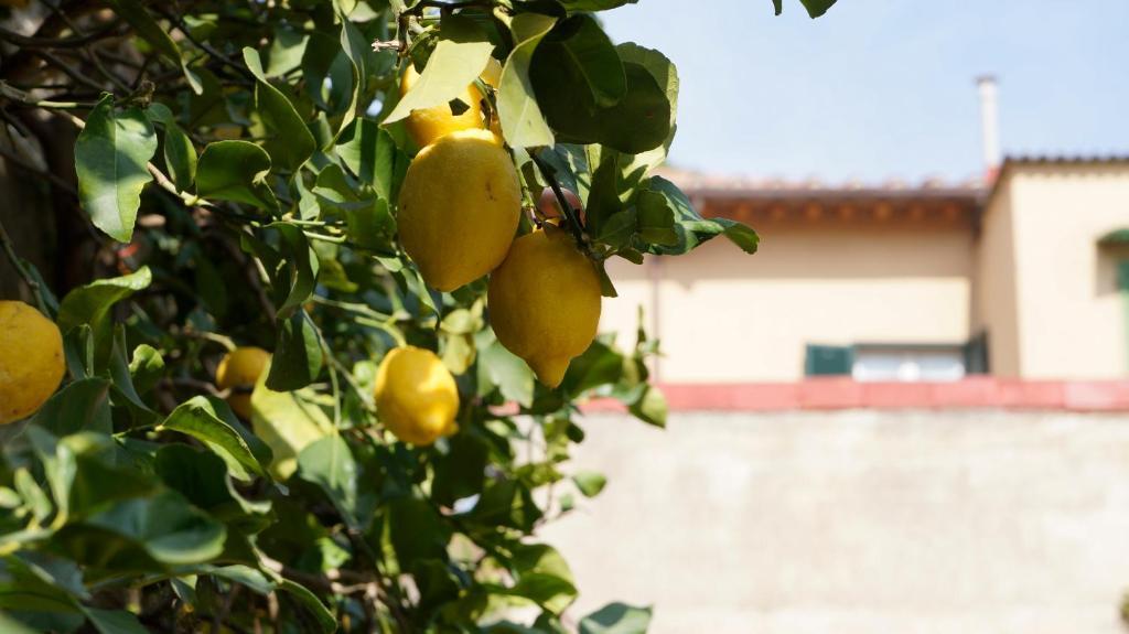 לינה וארוחת בוקר פיזה Borgo Largo 51 מראה חיצוני תמונה